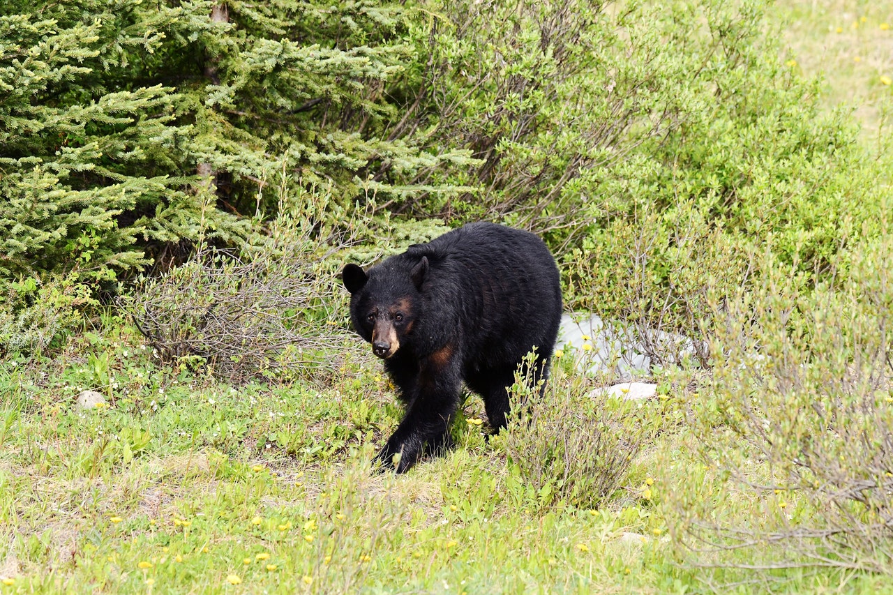 Bears Are Coming to a Campground Near You