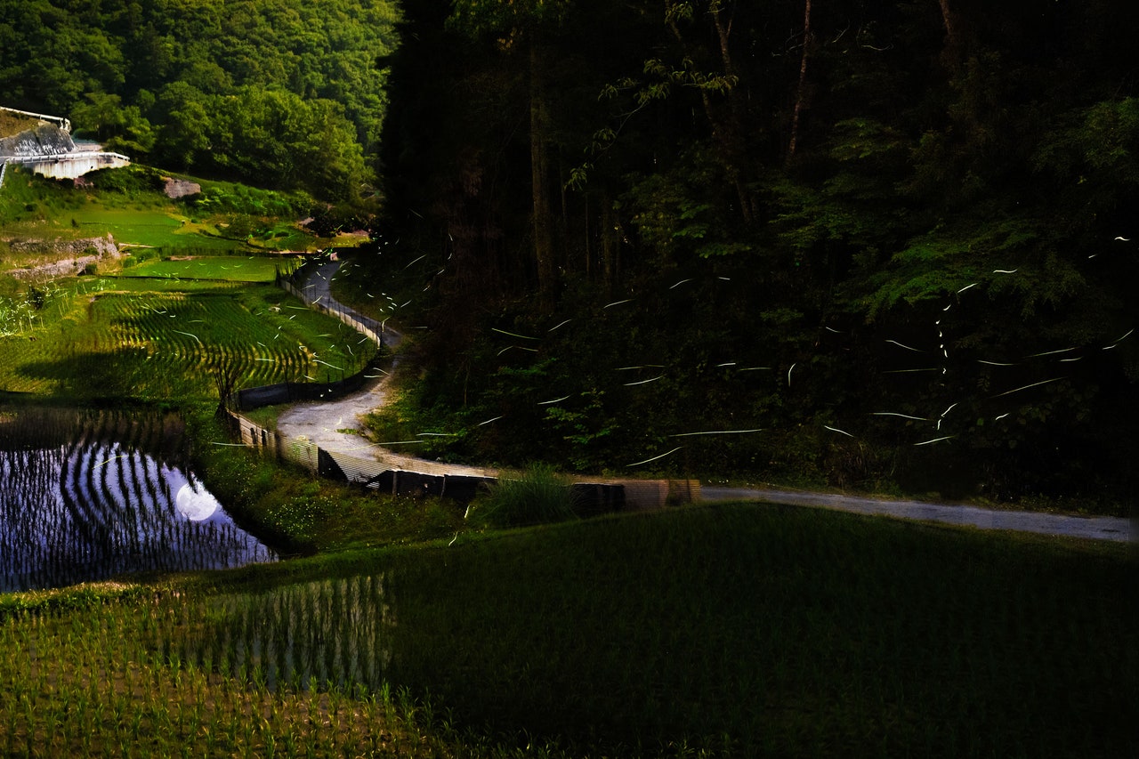 How a Firefly Course Is Saving Japan’s Favorite Glowing Insect