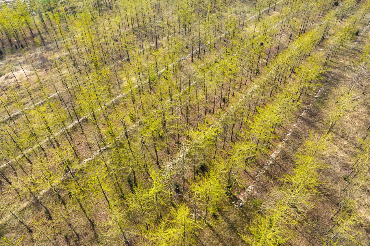 Stop Planting Trees, Says Guy Who Inspired World to Plant a Trillion Trees