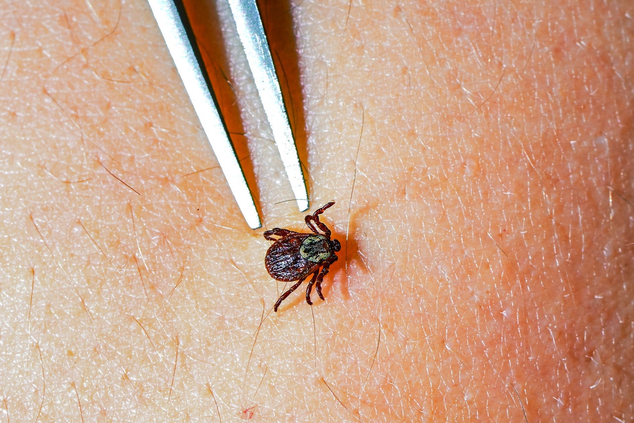 A Pill That Kills Ticks Is a Promising New Weapon Against Lyme Disease