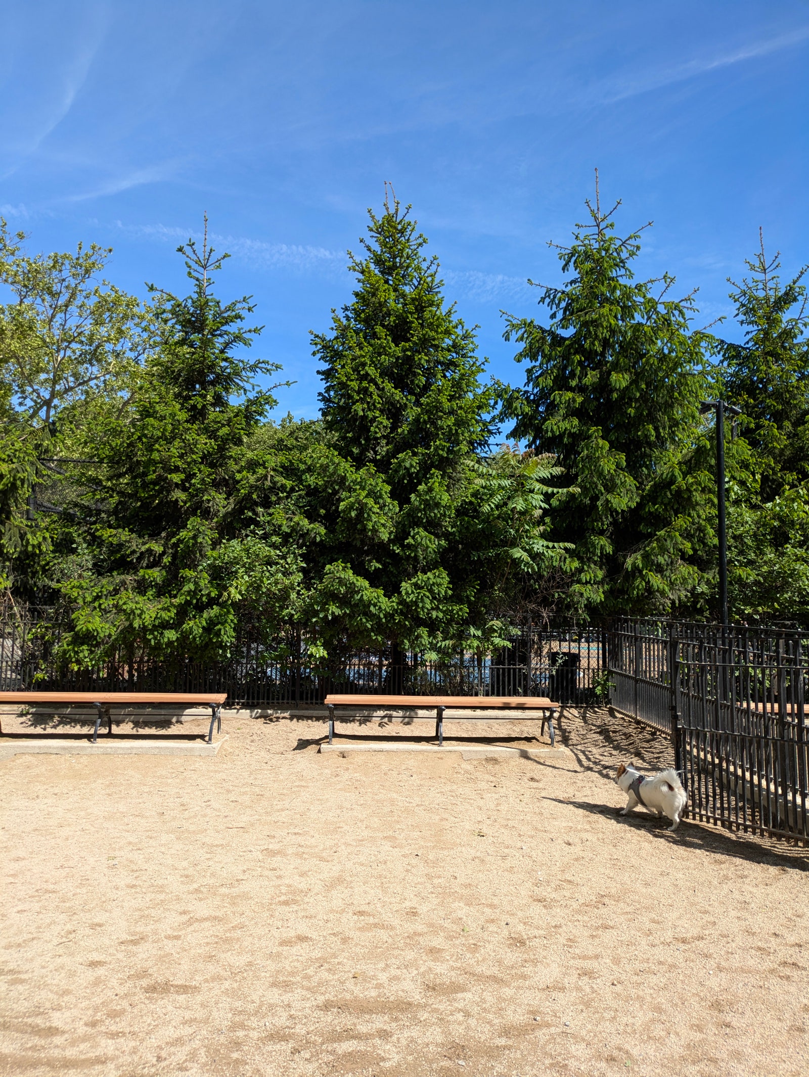 Line of large green trees in front of wooden benches on a clear blue sky day while a dog trots near a black fence