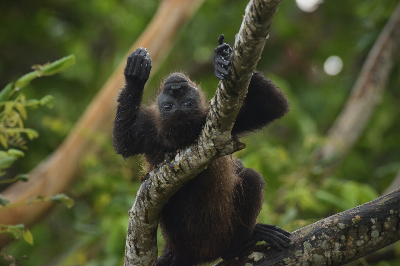 Mexico Is So Hot, Monkeys Are Falling to Their Death From Trees