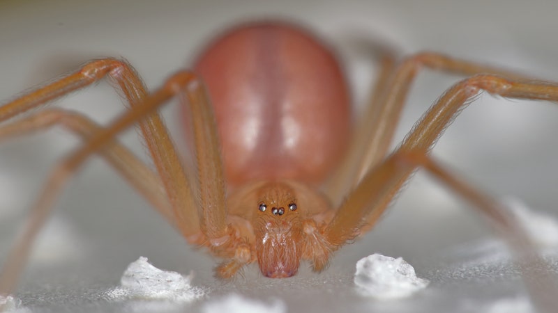 Recluse Spider Season Is a Myth