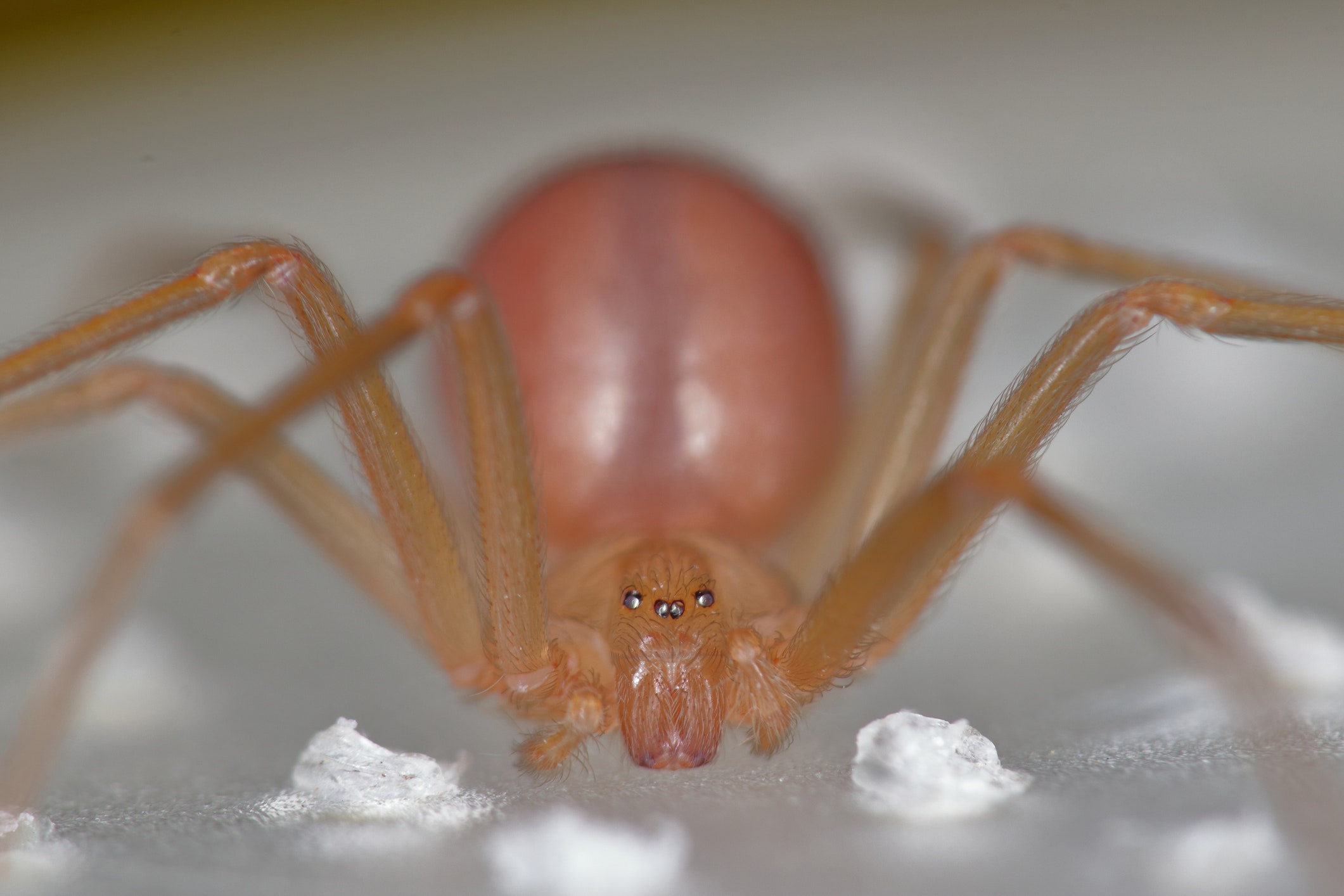 Loxosceles rufescens araña violinista del Mediterrneo