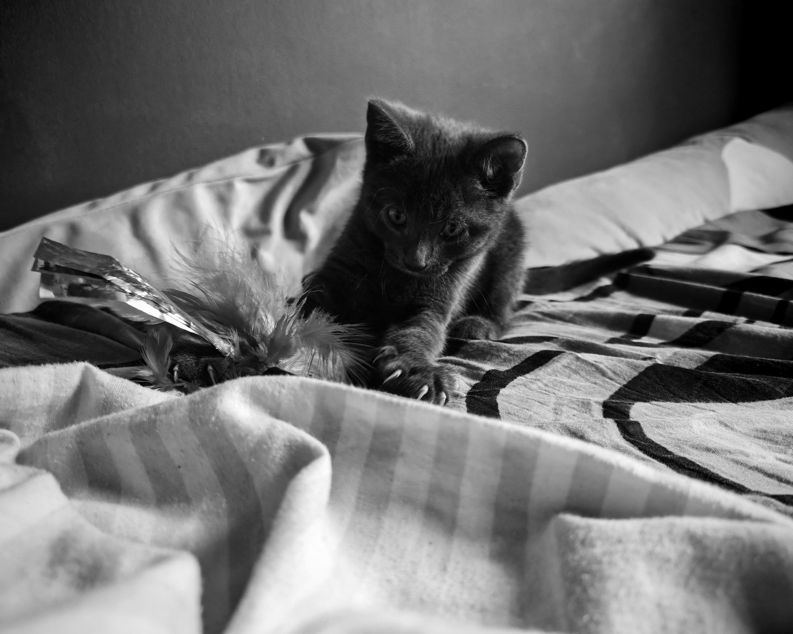 Black and white image of a small kitten playing on a blanket with claws out ready to pounce