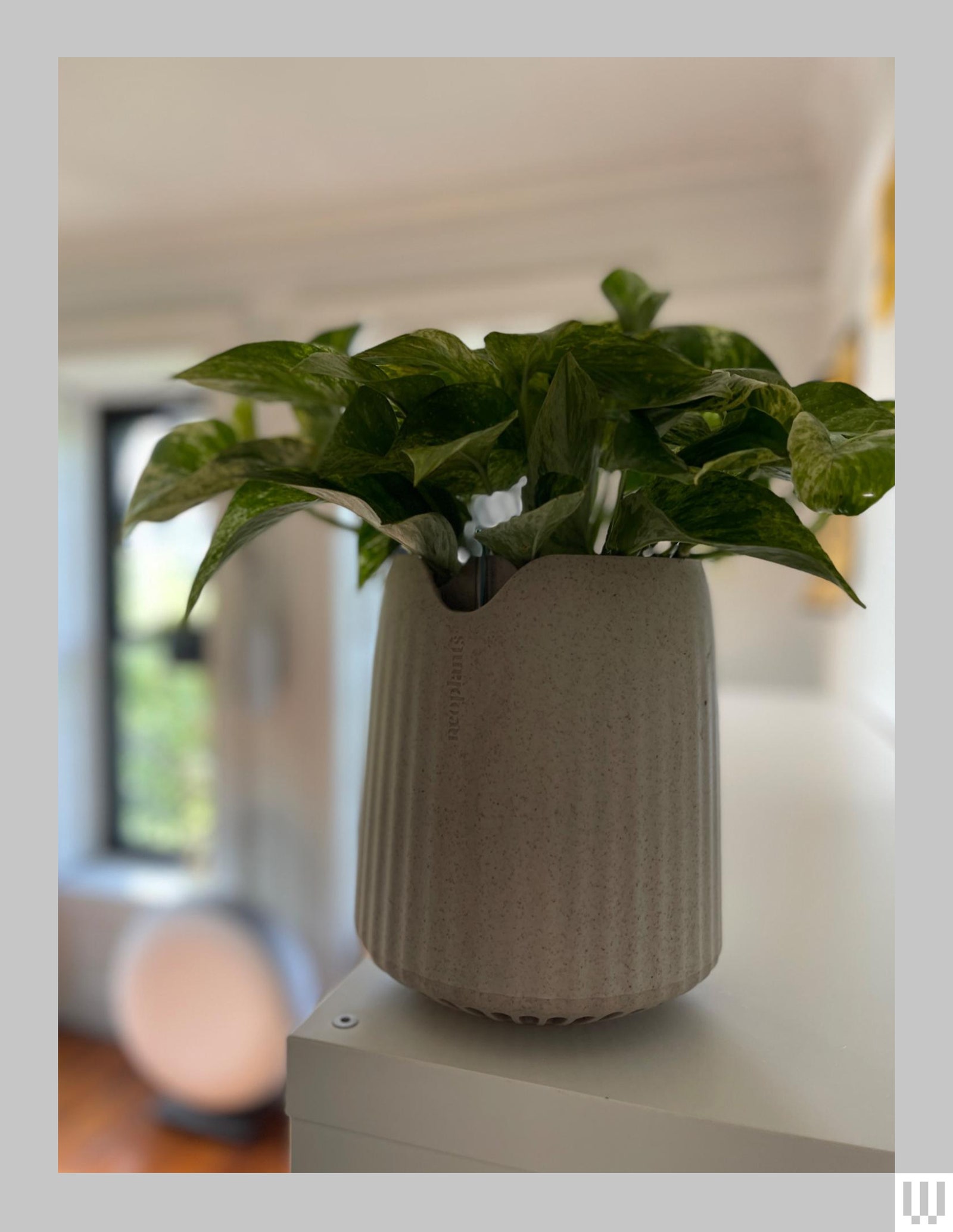 Closeup of beige plant holder with green leaves sprouting out the top sitting high up on a shelf