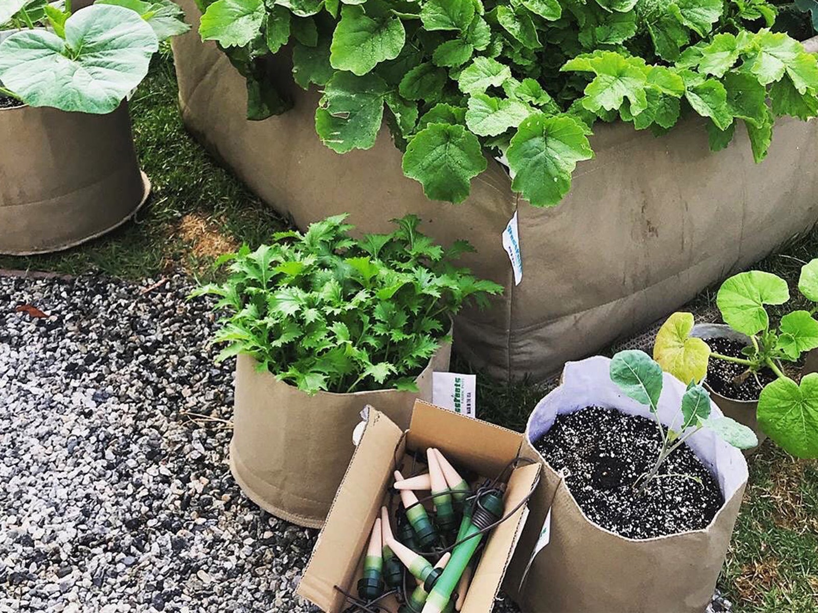 Box of watering valves beside a large planter