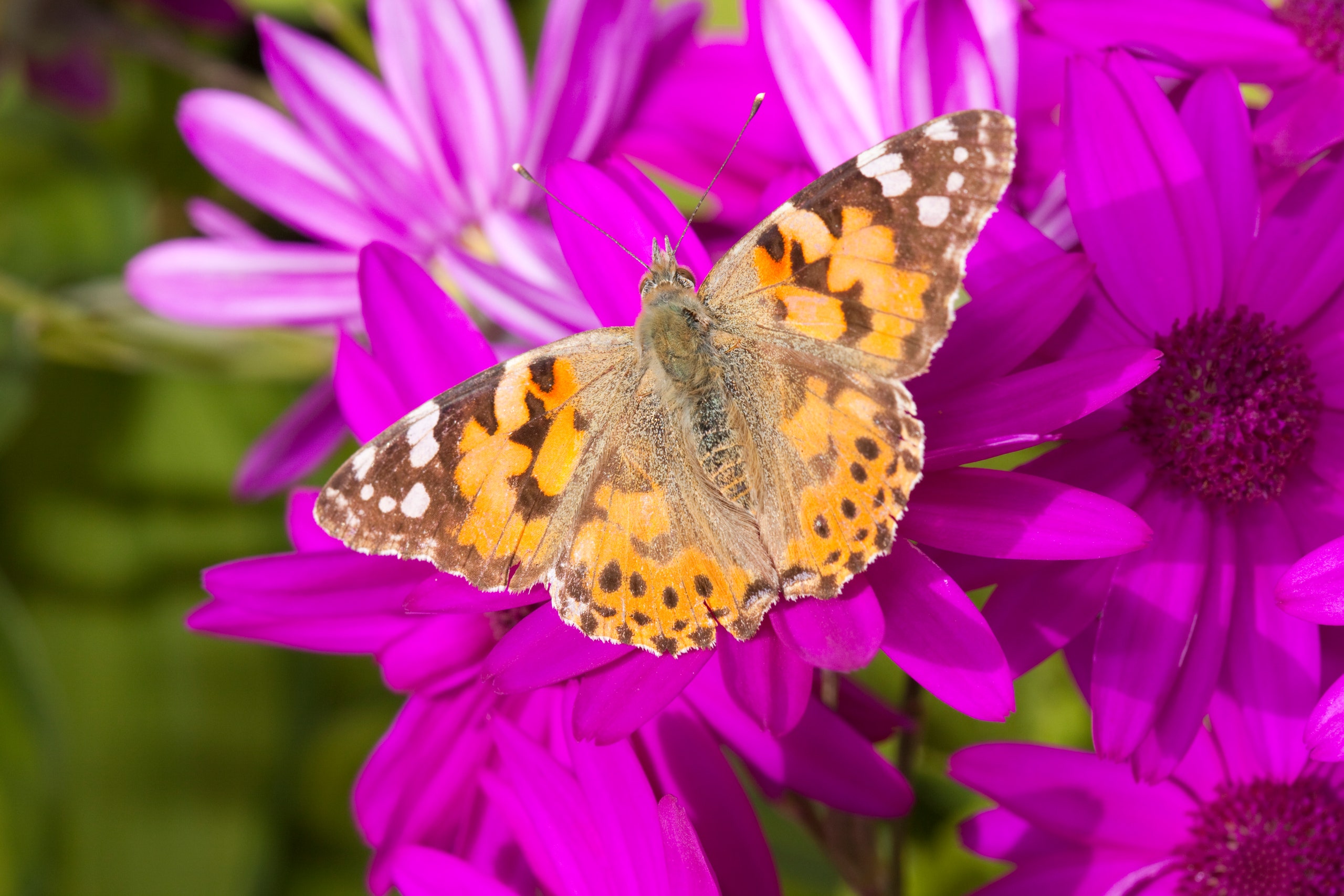 Image may contain Flower Petal Plant Daisy Purple Animal Insect Invertebrate and Butterfly