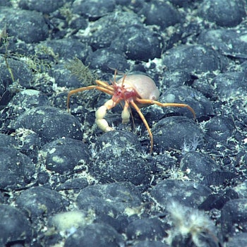 The Mysterious Discovery of ‘Dark Oxygen’ on the Ocean Floor
