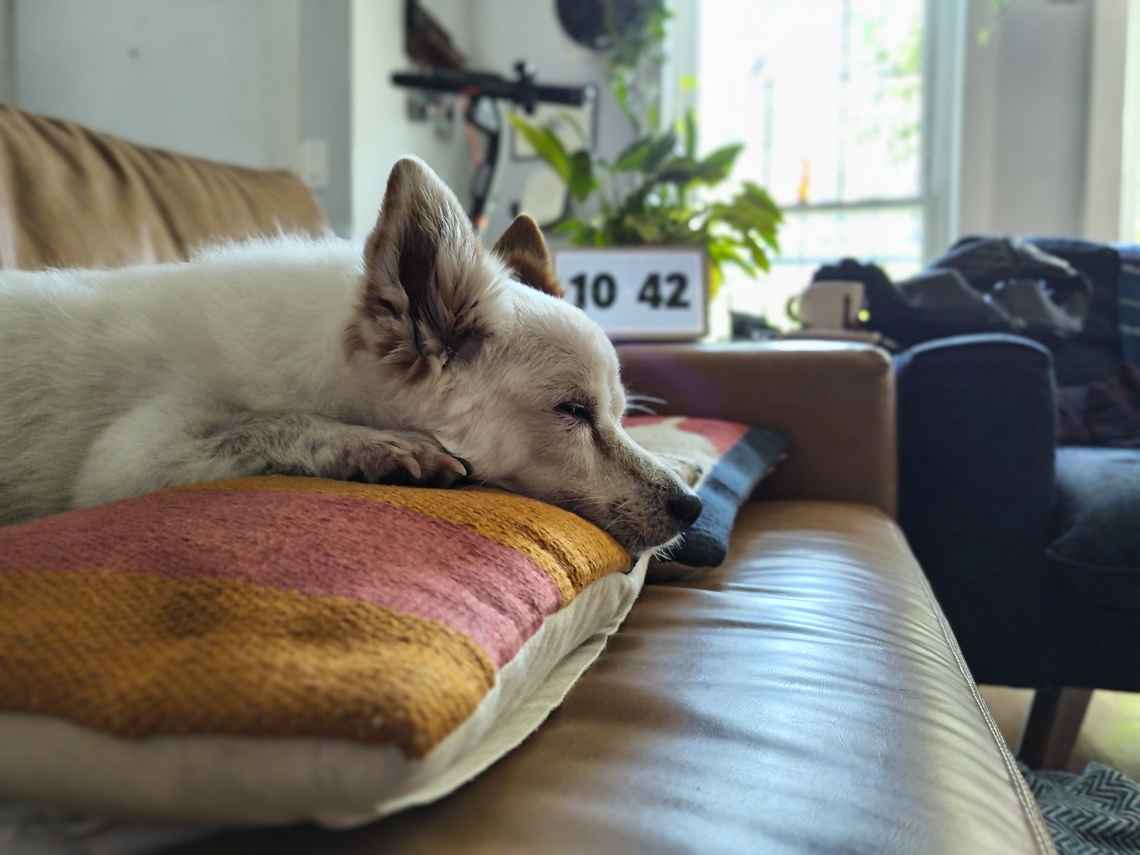 Small white dog comfortably resting on pillows on a brown couch eyes closed