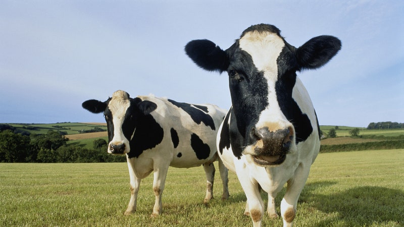 America’s Dairy Farms Have Vanished