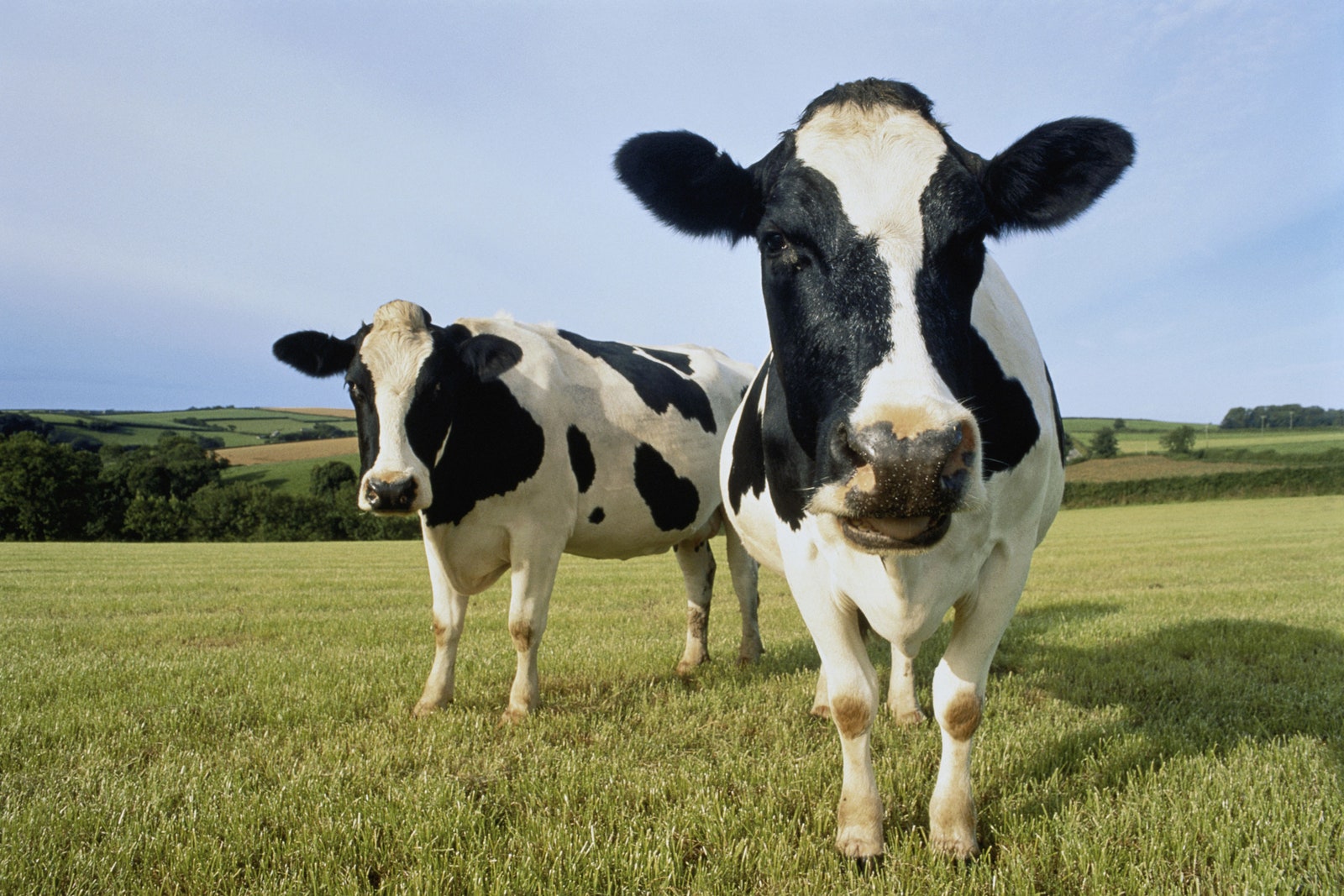 America’s Dairy Farms Have Vanished