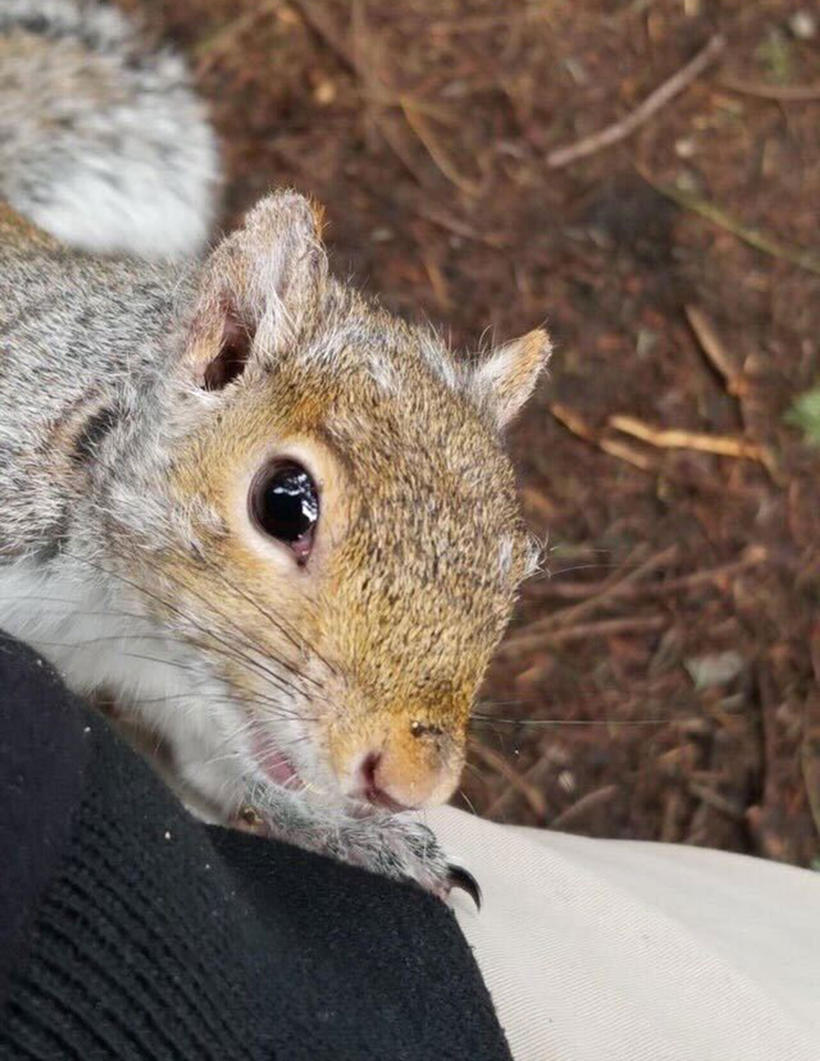 Image may contain Animal Mammal Rodent Squirrel and Rat