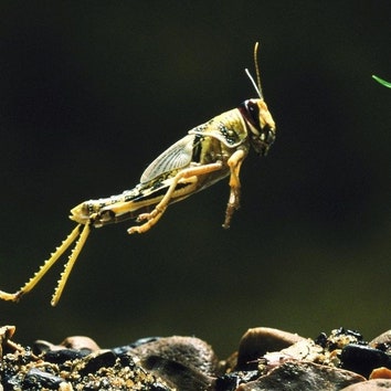 「最強の昆虫」たちの秘密を解明、超小型で高速なロボットは生まれるか（動画あり）