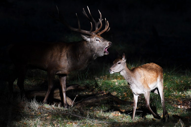 adult male deer and smaller female deer