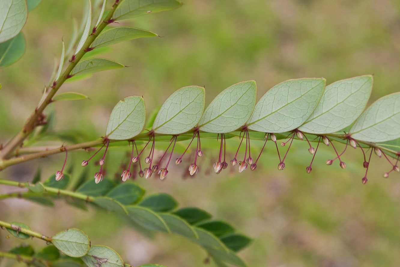 植物の根っこから金属を採掘。「ファイトマイニング」に集まる期待