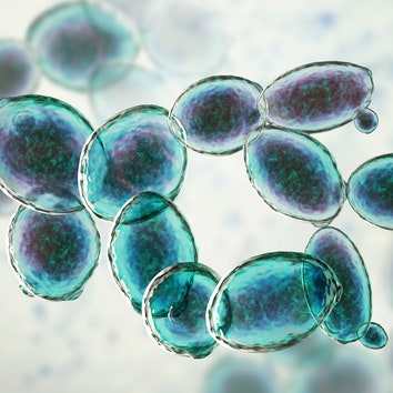 タンパク質と葉酸を“パン酵母”に生成させる手法、ドイツの研究チームが発見