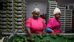 Eine neue Haut für Avocados