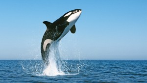 Was ist mit den Orcas los?