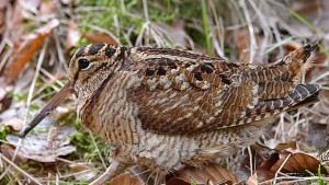 Die Bedeutung der Waldschnepfe