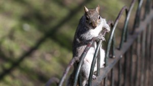 Aggressive Eichhörnchen an Bord – Zugfahrt abgebrochen