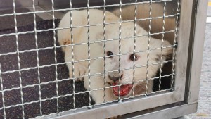 Löwenjunges wird nach Autobahnunfall geborgen