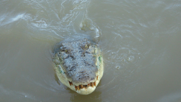 Gefährliche Raubtiere: Ein Krokodil schwimmt im Adelaide River im Northern Territory.