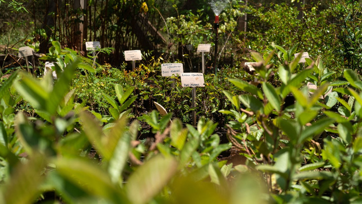 Neues Grün in Kenia: Pflanzen in der Baumschule am World Agroforesty ICRAF in Nairobi