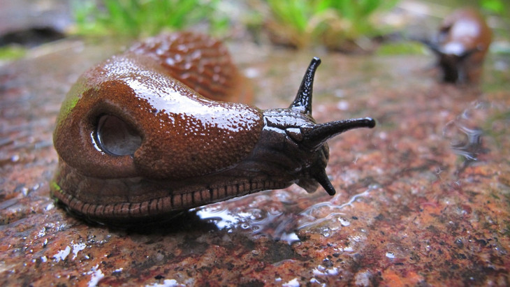 Die Nacktschnecke taucht meistens in Massen auf.