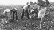 So war’s einmal: Kartoffellese als Ferienjob in Südhessen zu Beginn der achtziger Jahre
