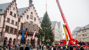 „Das ist einfach ein schöner Baum“