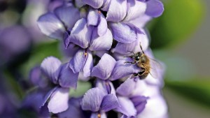 Hoffnung auf ein „Bee-Vival“