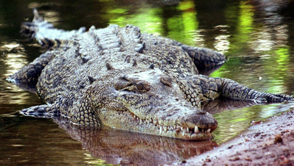 Australien: Ein Salzwasserkrokodil, aufgenommen in Darwin.