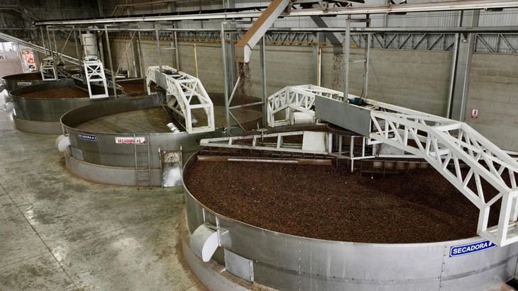 Kakaoproduktion in Ecuador