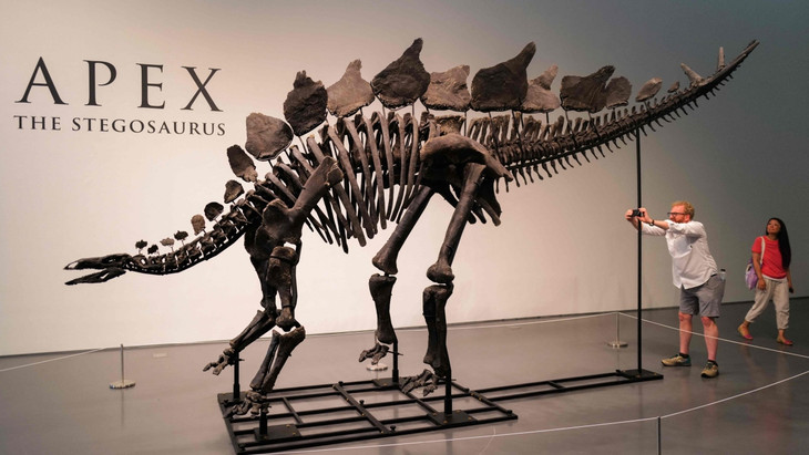 150 Millionen Jahre alt, frisch präpariert und versteigert: Das Stegosaurus-Skelett „Apex“ bei Sotheby’s in New York