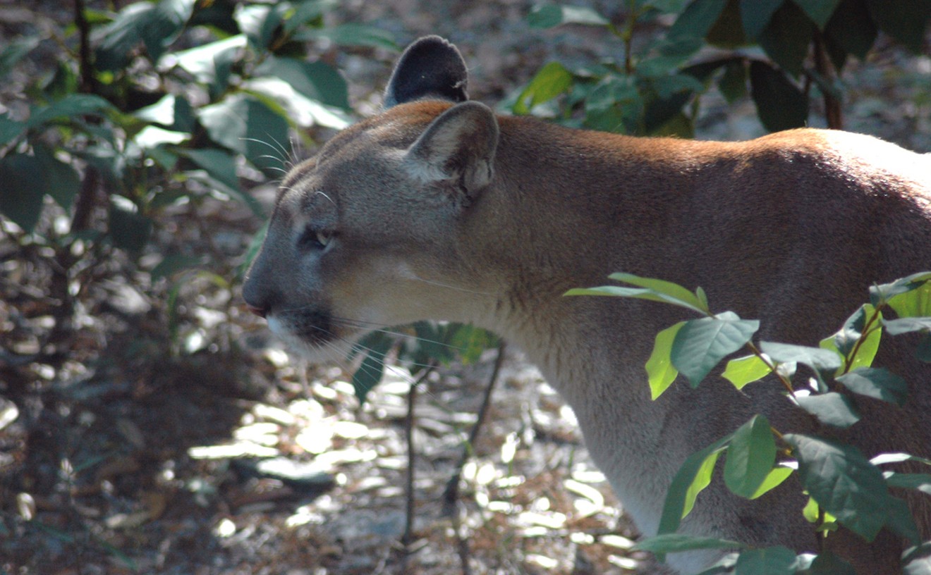 Family of Endangered Florida Panthers Seen in Unusual Trail Camera Pics