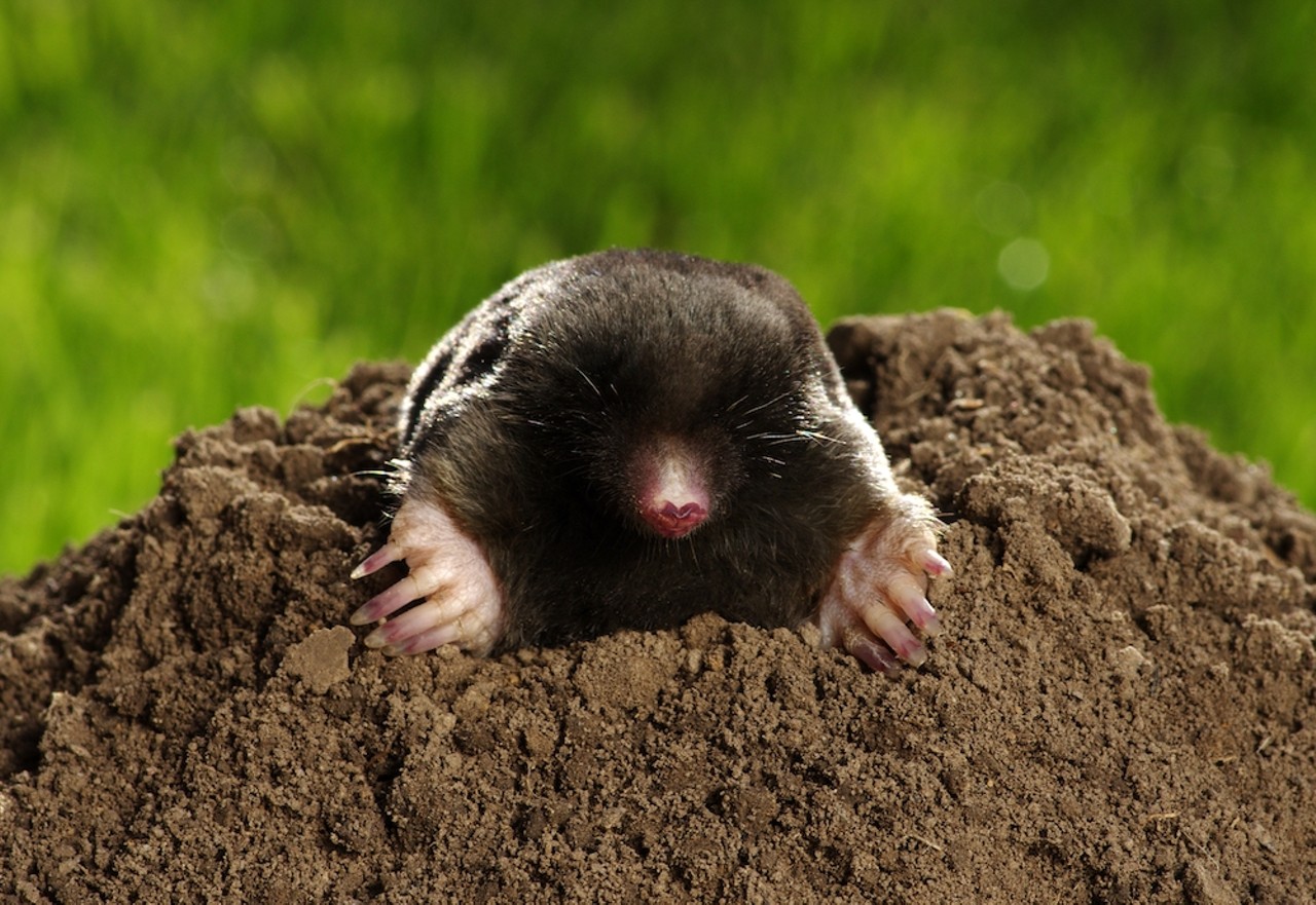 They’re scared to order mole at a Mexican restaurant.Apparently they’re worried they might be served a small burrowing mammal. 