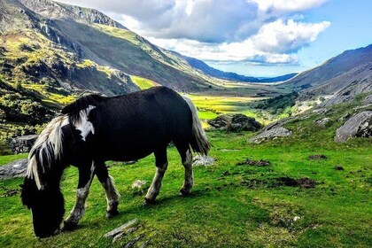 Full-Day North Wales Sightseeing Adventure from Manchester