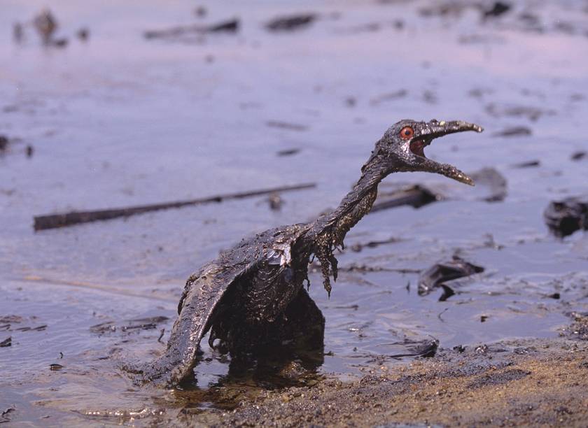 
Coberto de óleo, mergulhão agoniza na praia de Mauá, em Magé, atingida por vazamento na Baia de Guanabara. Prêmio Líbero Badaró e Firjan em 2001
