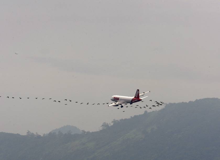 
Perigos na aviação: avião sobrevoa o Aeroporto Santos Dumont cercado de biguás. Prêmio CNT de jornalismo na categoria Fotografia em 2009
