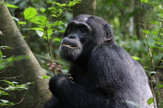 One of the chimpanzees studied by the team