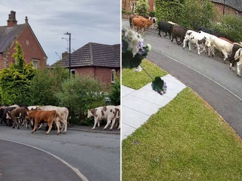 Huge herd of cows break loose and cause havoc in country village