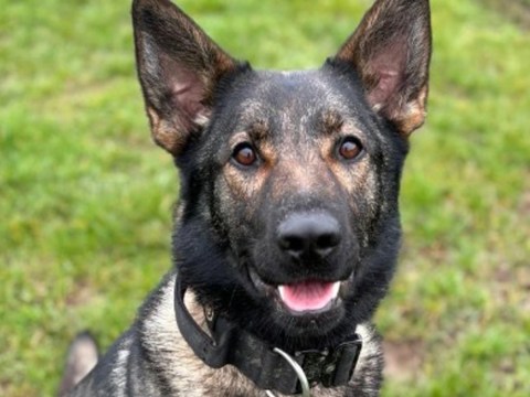 Police dog drowns while tracking attempted murder suspect through country park