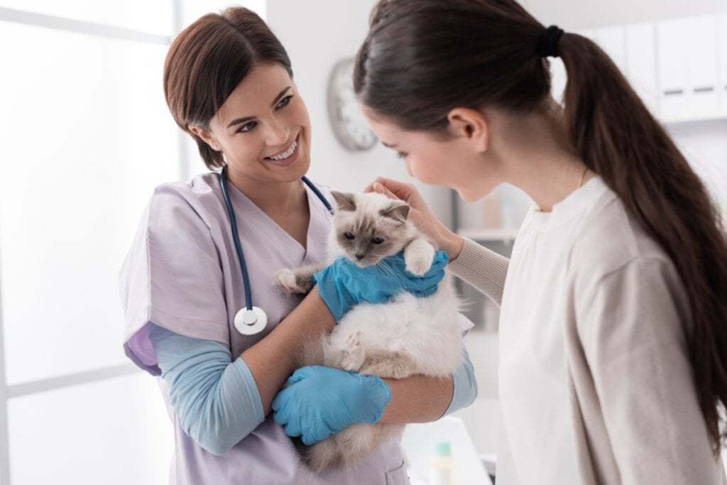 A frequência das consultas muda conforme a idade do animal (Imagem: Stock-Asso | Shutterstock) 