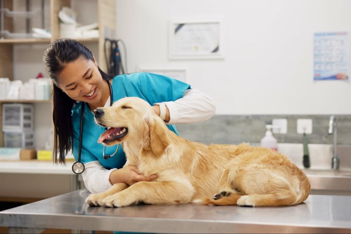 As consultas de rotina ajudam a preservar a qualidade de vida dos pets (Imagem: PeopleImages.com - Yuri A | Shutterstock) 