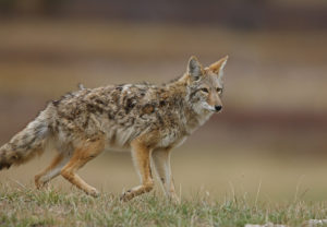 military coyote attack