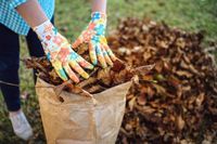 Herbstlaub richtig entsorgen.