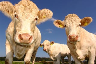 Cows have best friends and panic when separated from them