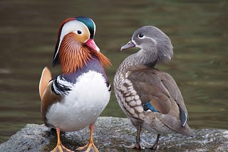 A photograph of a pair of Mandarin ducks with dramatically differently bills and feathers in Martin Mere, UK