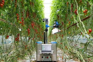 Tomatenoogstrobot van inaho wordt getest en ontvangt vergoedingen van Nederlandse telers. Actief op zoek naar partnerkwekers voor commercialisatie